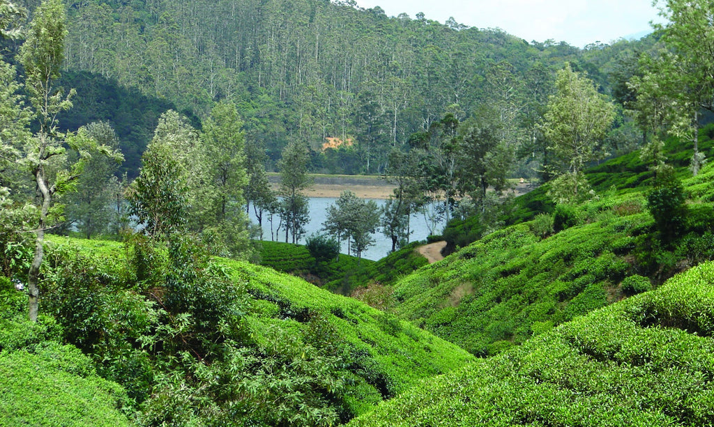 HARNEY & SONS Fine Teas Blended in New York ~NYティーブレンダーがお届けする自慢のティー~ Vol.3 Ceylon