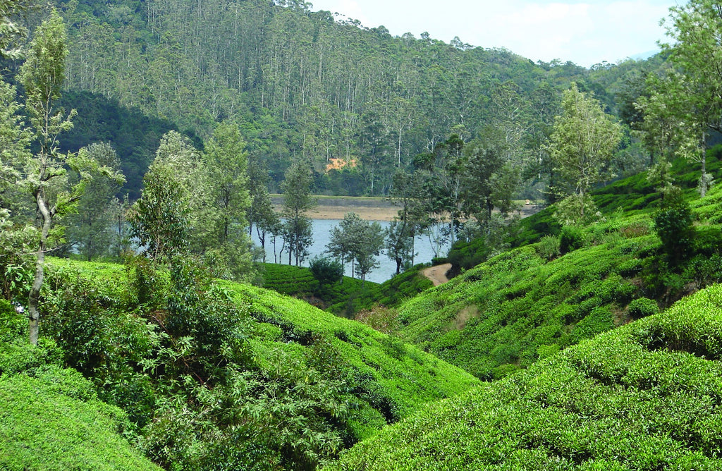 表参道店 特別ティーテイスティングメニュー『8月 セイロン・テイスティングスペシャル』