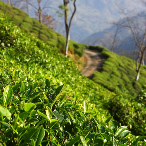 Risheethat 1st Flush リシーハット・ダージリン・ファースト・フラッシュ 【LOOSE LEAF】