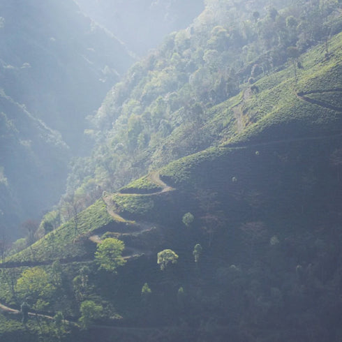 Risheethat 1st Flush リシーハット・ダージリン・ファースト・フラッシュ 【LOOSE LEAF】